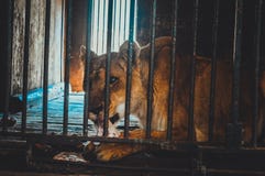 Lion eating in cage. At giza zoo royalty free stock photos