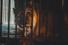 Lion eating inside cage. Lion eating in cage royalty free stock photos