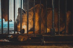 Lion eating inside cage. View of lion eating in cage royalty free stock photo