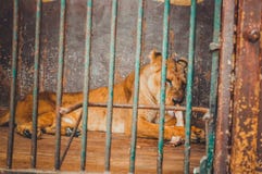 Lion eating in jail. At giza zoo, egypt stock photos