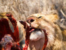 Lion eating killed kudu antelope. Lion eating killed kudu antelope picking through the ribs royalty free stock photos