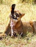 Lion Eating. Lion lying on the grass and eating it's prey stock photography