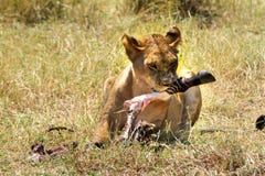 Lion Eating. Lion lying on the grass and eating it's prey royalty free stock images
