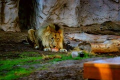 Lion eating. A male lion eating stock photography