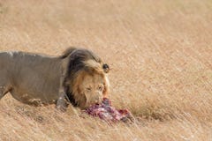 Lion Eating a Prey in kenya. Lion Eating a Prey in Masai mara stock image