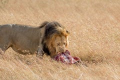 Lion Eating a Prey in Masai mara. Kenya stock photography