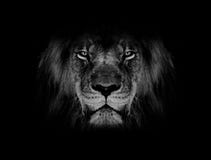 Lion face black and white wallpaper