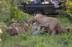 Lion Family Royalty Free Stock Photography