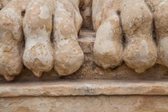 Lion feet royalty free stock images Lion feet royalty free stock images