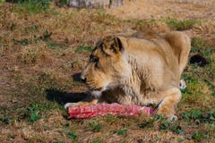 Lion female eating. Chunk of meat with bones stock photo