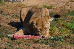 Lion female eating. Chunk of meat with bones stock images