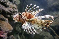 Lion Fish Royalty Free Stock Photography