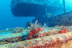 Lion Fish dangereux près de naufrage photo libre de droits Lion Fish dangereux près de naufrage photo libre de droits