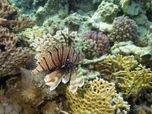 Lion Fish In Coral Reef Royalty Free Stock Photos