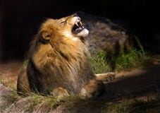 Lion fou Lion fou