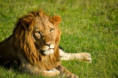 Lion on Green Grassland Stock Photo Lion on Green Grassland Stock Photo