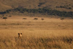 Lion hunting in the Masai Mara, Kenya