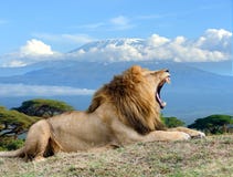 Lion on Kilimanjaro mount background in National park of Kenya