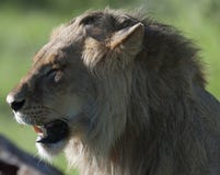 Lion, looking left and enjoying morning sunshine royalty free stock image Lion, looking left and enjoying morning sunshine royalty free stock image