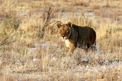 lurking prey namibia lion africa etosha pan