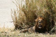 Lion- Ngorongoro Crater, Tanzania, Africa royalty free stock photos Lion- Ngorongoro Crater, Tanzania, Africa royalty free stock photos