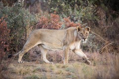 Lion Panthera femenino solitario leo que ronda en el parque nacional de Pilanesberg, Suráfrica foto de archivo Lion Panthera femenino solitario leo que ronda en el parque nacional de Pilanesberg, Suráfrica foto de archivo