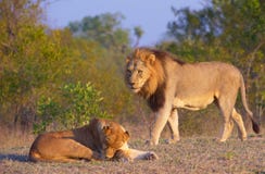 Lion (panthera Leo) And Lioness Stock Photography