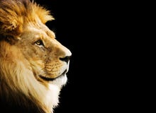 Lion Portrait Royalty Free Stock Image