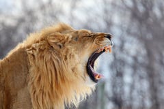 Lion Roar Royalty Free Stock Photography Lion Roar Royalty Free Stock Photography