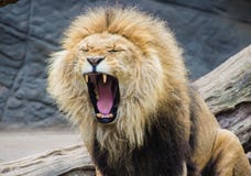 Lion pride of the jungle stock images Lion pride of the jungle stock images