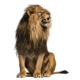 Lion sitting, roaring, Panthera Leo, 10 years old, isolated on w