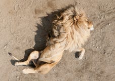 Lion sleeping on the back with paws in air
