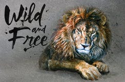 Lion watercolor painting with background predator animals King of animals wild & free royalty free illustration Lion watercolor painting with background predator animals King of animals wild & free royalty free illustration