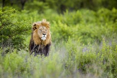 Lion in wild in Kruger South Africa