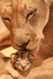 Lioness con il suo bambino Immagini Stock Libere da Diritti Lioness con il suo bambino Immagini Stock Libere da Diritti