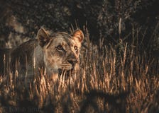 Lioness stock photo Lioness stock photo