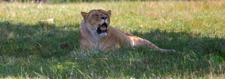 Lioness isolated on the grass in an open space. stock photo Lioness isolated on the grass in an open space. stock photo