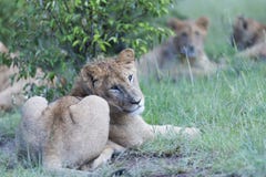 Lioness Panther , sitting under tree royalty free stock photos Lioness Panther , sitting under tree royalty free stock photos