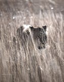 Lioness prowling royalty free stock photos Lioness prowling royalty free stock photos