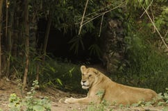 Lioness resting outside her cave Royalty Free Stock Photos Lioness resting outside her cave Royalty Free Stock Photos
