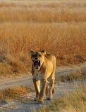 Lion royalty free stock photography Lion royalty free stock photography