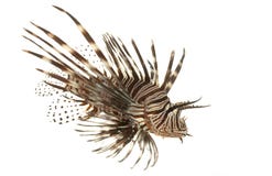 lionfish czerwień fotografia stock lionfish czerwień fotografia stock