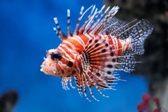 Lionfish (mombasae del Pterois) foto de archivo Lionfish (mombasae del Pterois) foto de archivo