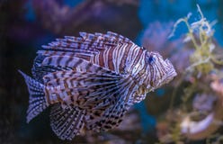 Lionfish o volitans rojos del Pterois Pescados hermosos del león en acuario acuático del agua del mar profundo con el arrecife de imagenes de archivo Lionfish o volitans rojos del Pterois Pescados hermosos del león en acuario acuático del agua del mar profundo con el arrecife de imagenes de archivo