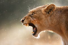 Lionne affichant les dents dangereuses Lionne affichant les dents dangereuses