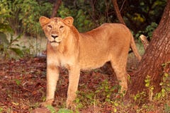 Lionne au stationnement national de forêt de Gir image stock Lionne au stationnement national de forêt de Gir image stock