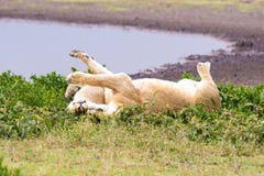 Lionne deux en Tanzanie photographie stock libre de droits Lionne deux en Tanzanie photographie stock libre de droits