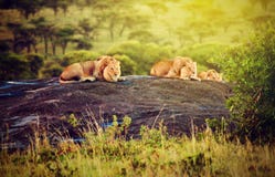 Lions on rocks on savanna at sunset. Safari in Serengeti, Tanzania, Africa