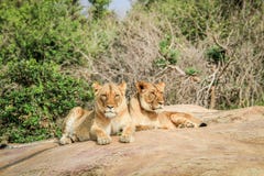 Lions s'étendant sur des roches image libre de droits Lions s'étendant sur des roches image libre de droits