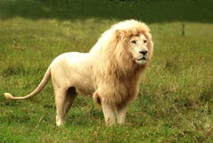 lionwhite arkivfoton lionwhite arkivfoton